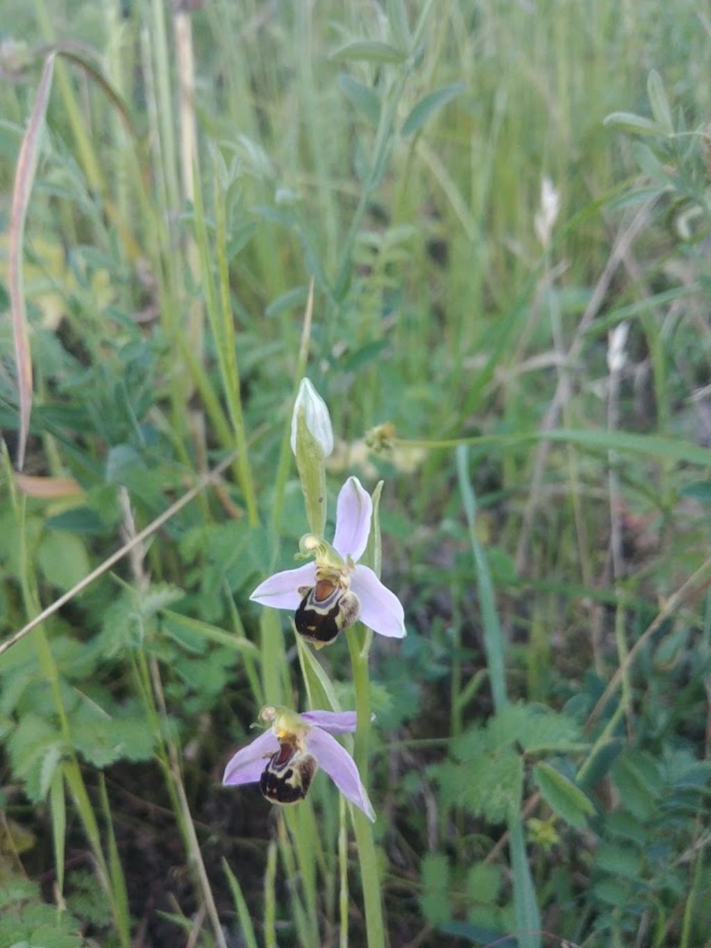 Orchidee Poggi di Monte
